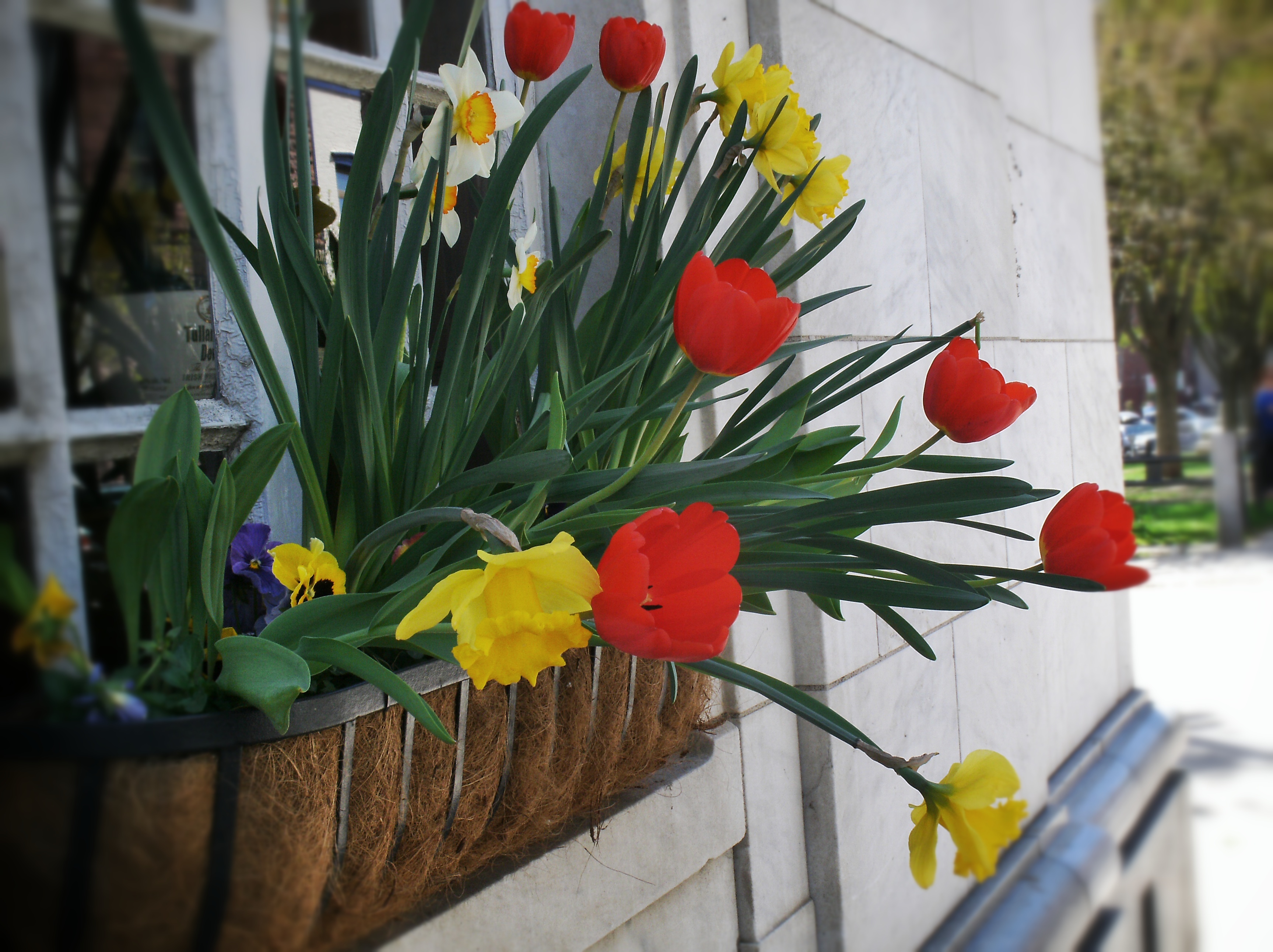 Spring 2013 Flowers in Burlington VT by Heavenly Ryan